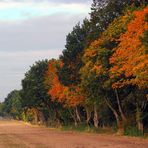 herbstlicher Waldrand ...