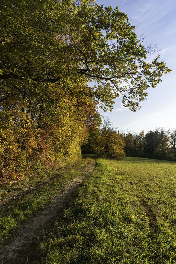 Herbstlicher Waldrand