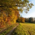 Herbstlicher Waldrand