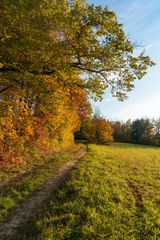 Herbstlicher Waldrand