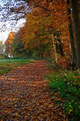 Herbstlicher Waldrand