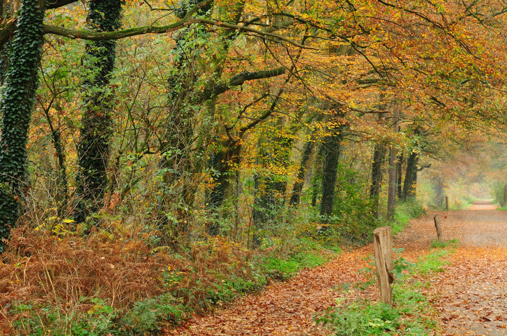 Herbstlicher Waldrand