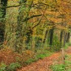 Herbstlicher Waldrand