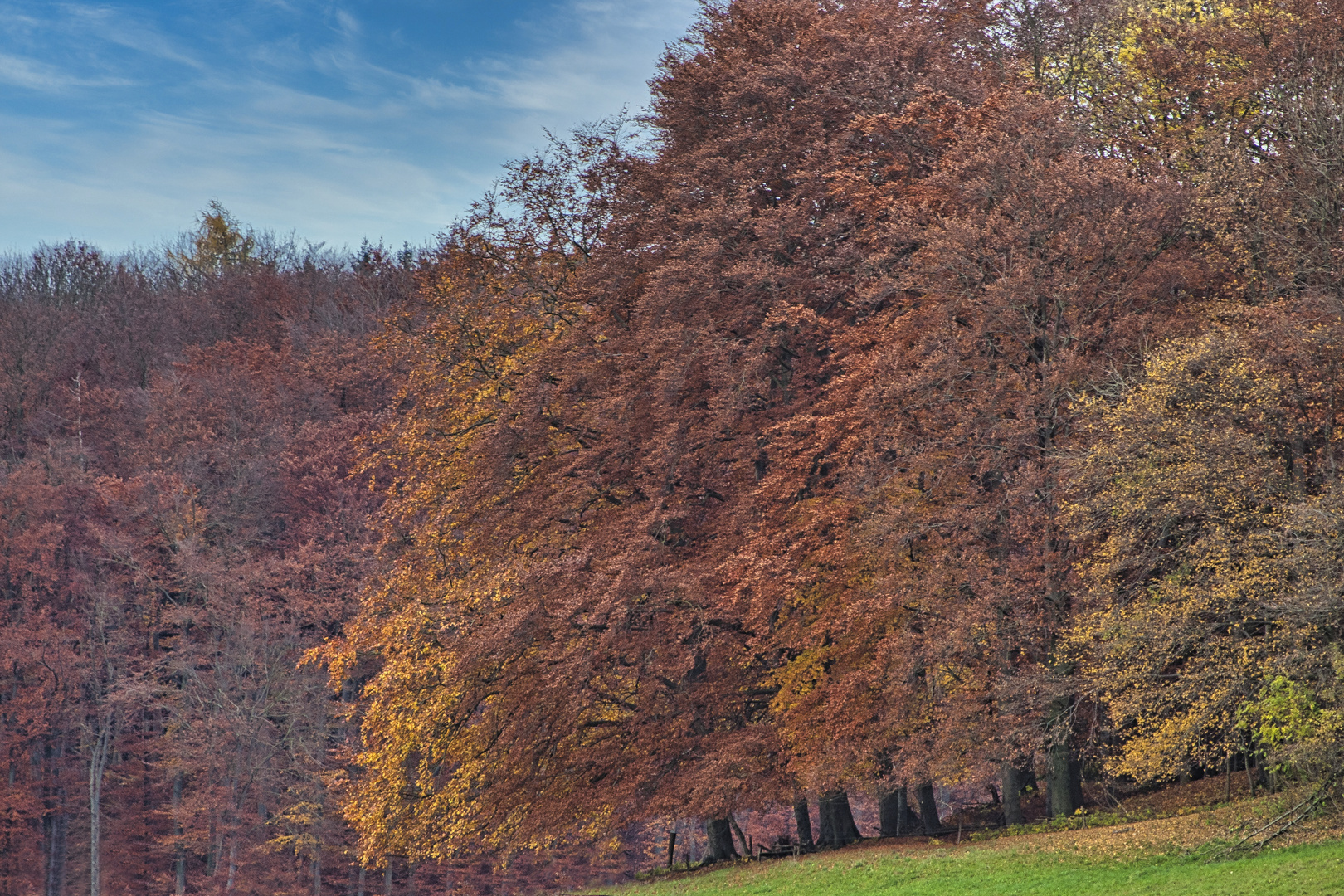 Herbstlicher Waldrand