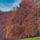 Herbstlicher Waldrand