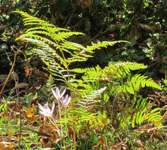 Herbstlicher Waldrand