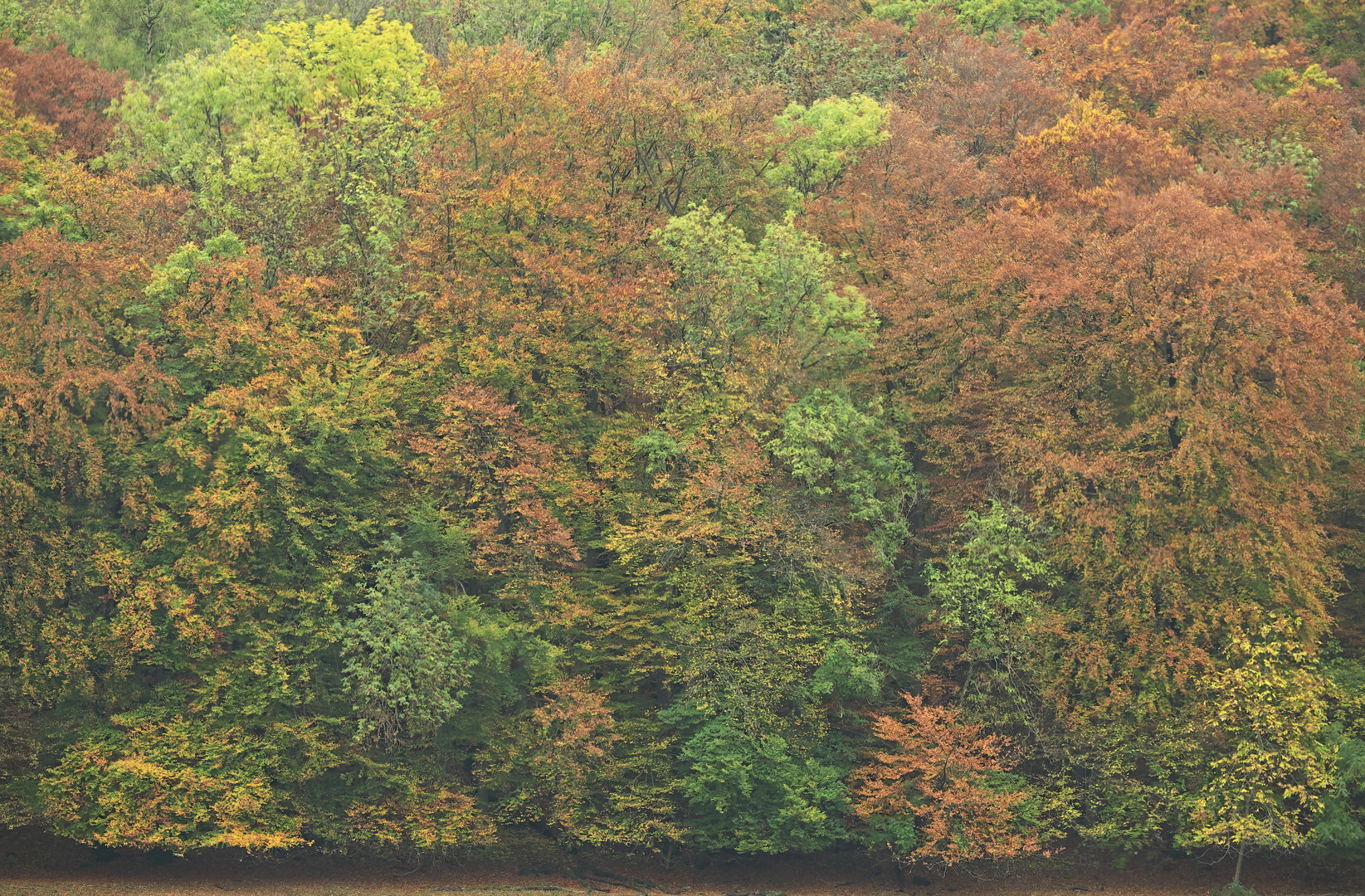 Herbstlicher Waldrand