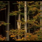 Herbstlicher Waldrand I