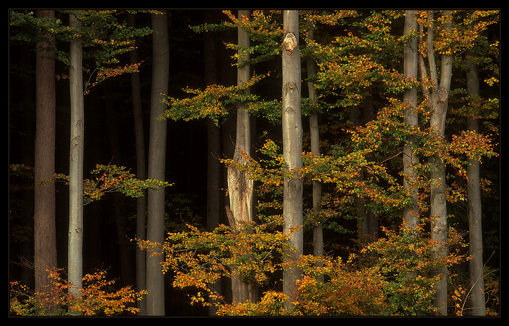 Herbstlicher Waldrand I