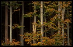 Herbstlicher Waldrand I