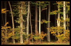 Herbstlicher Waldrand II