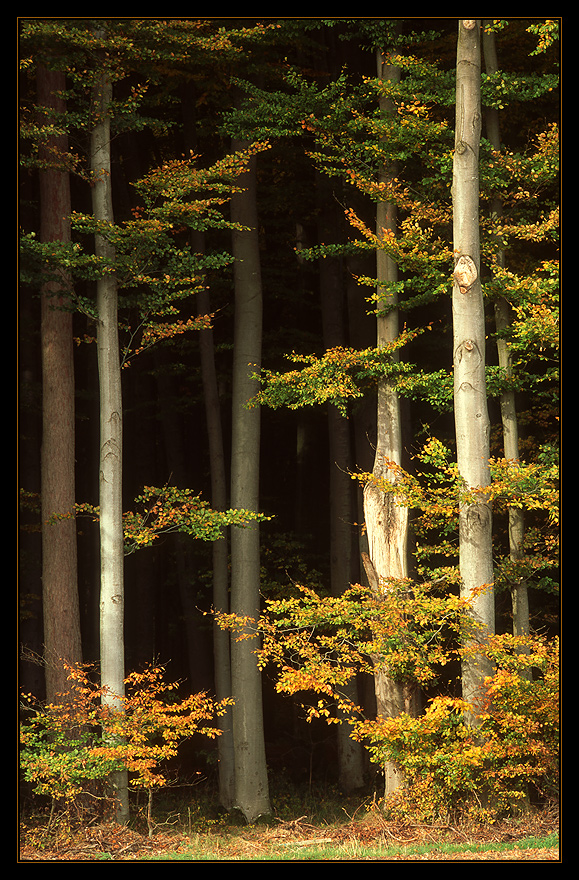 Herbstlicher Waldrand III