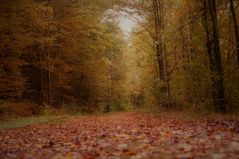 Herbstlicher Waldspaziergang