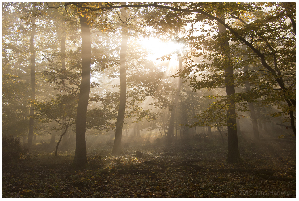 herbstlicher Waldspaziergang