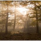 herbstlicher Waldspaziergang