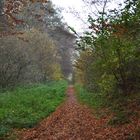 Herbstlicher Waldspaziergang