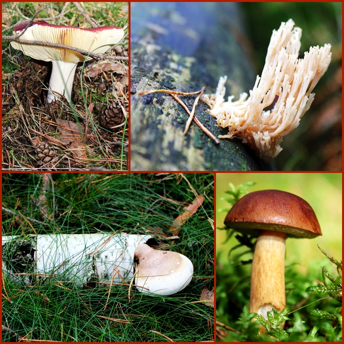 Herbstlicher Waldspaziergang