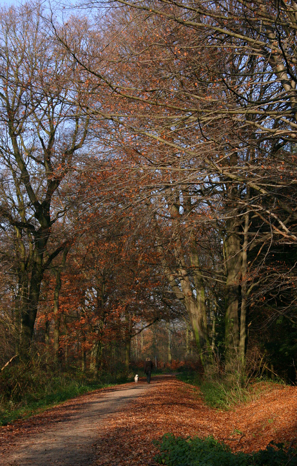 Herbstlicher Waldspaziergang