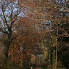 Herbstlicher Waldspaziergang