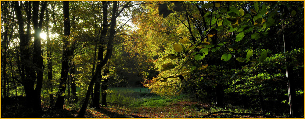 Herbstlicher Waldspazierweg