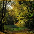 Herbstlicher Waldspazierweg