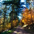 Herbstlicher Waldweg