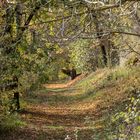 herbstlicher Waldweg