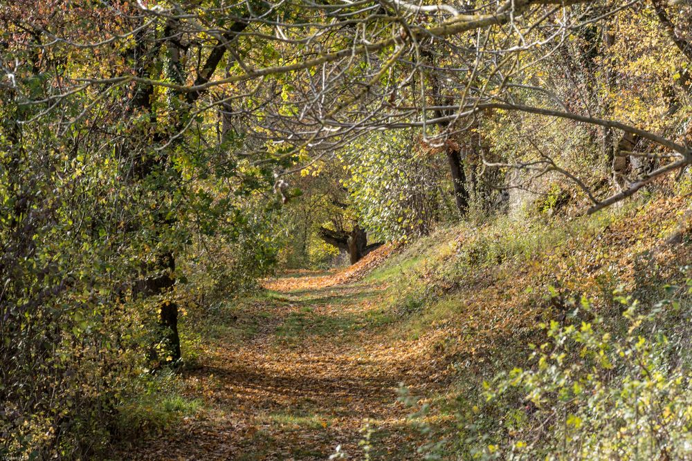 herbstlicher Waldweg