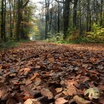 herbstlicher Waldweg