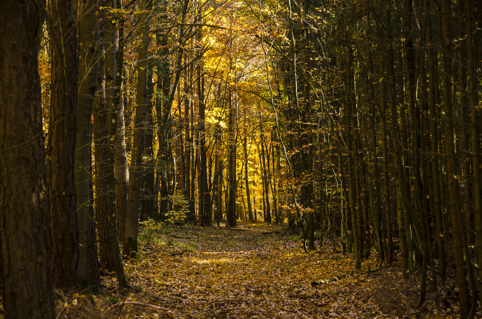 Herbstlicher Waldweg
