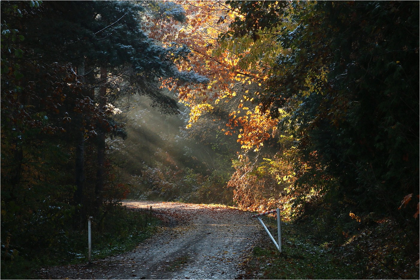 Herbstlicher Waldweg
