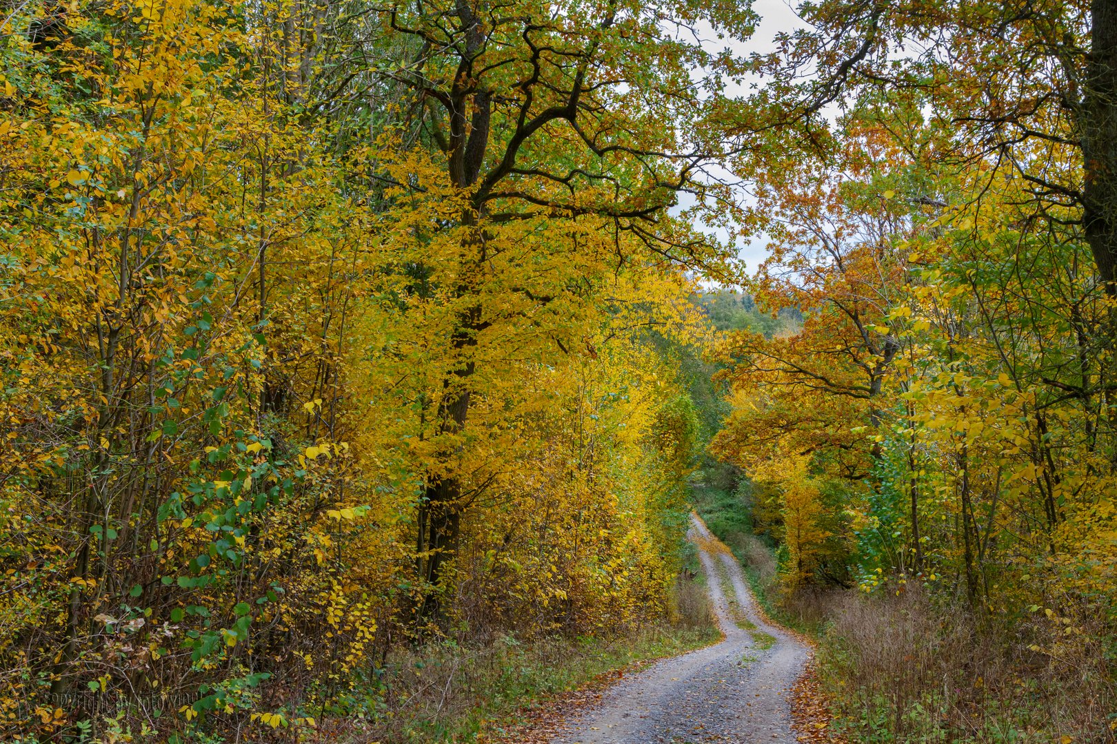 herbstlicher Waldweg