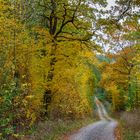 herbstlicher Waldweg