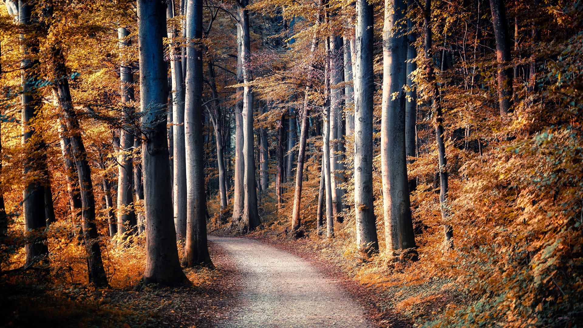 Herbstlicher Waldweg