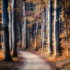 Herbstlicher Waldweg