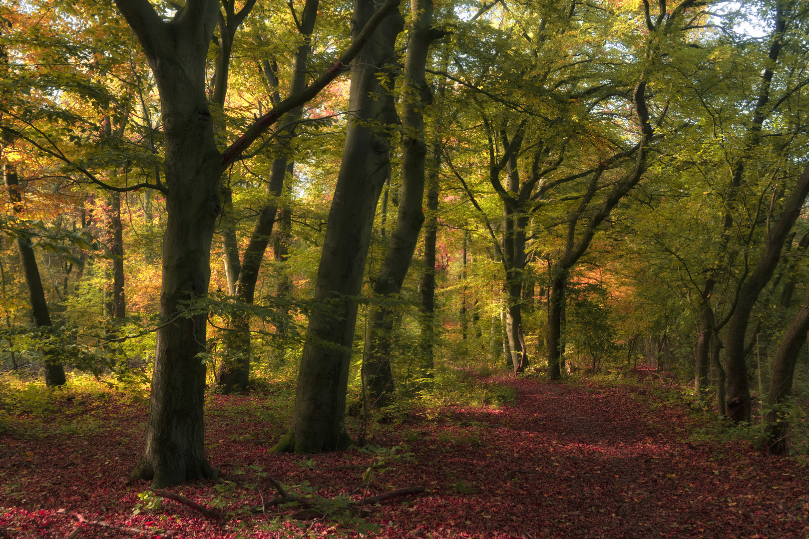 Herbstlicher Waldweg