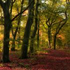 Herbstlicher Waldweg