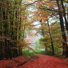 Herbstlicher Waldweg