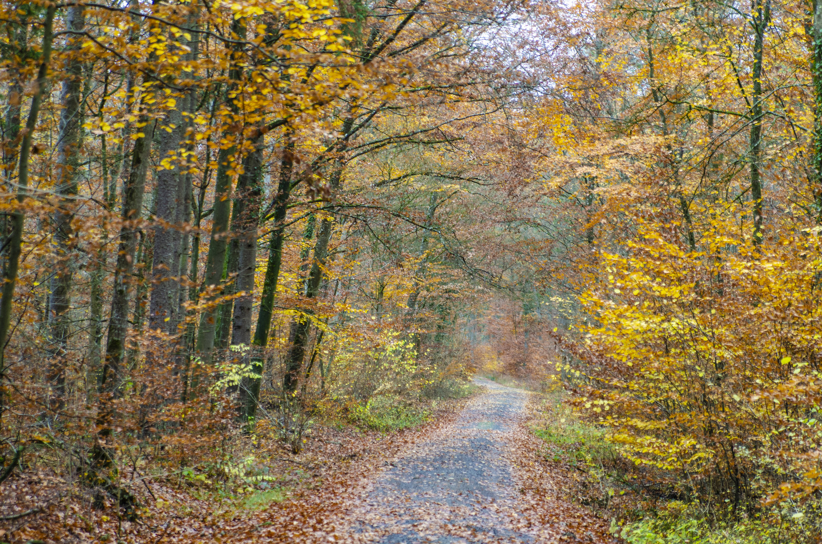 Herbstlicher Waldweg