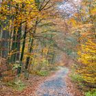 Herbstlicher Waldweg