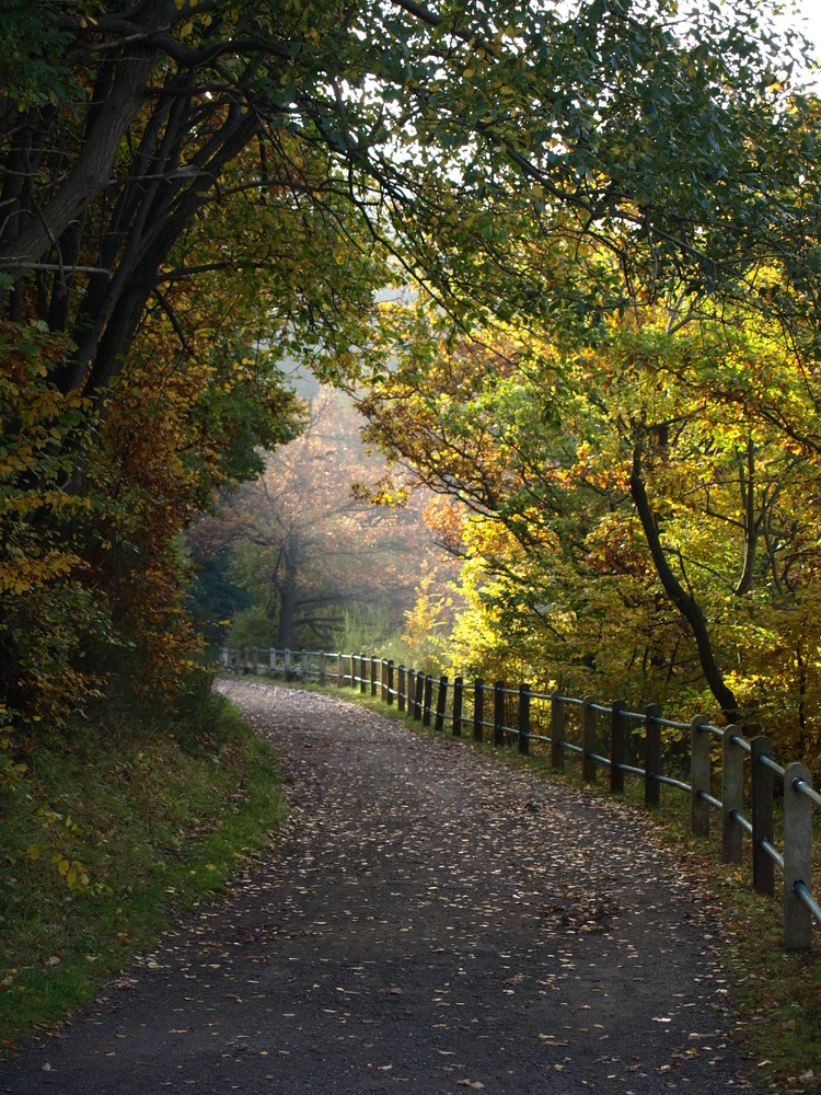 Herbstlicher Waldweg am Rursee 2