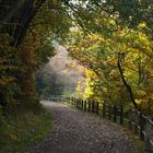 Herbstlicher Waldweg am Rursee 2