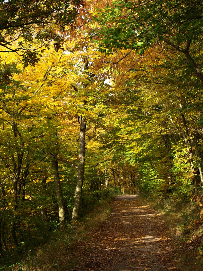 Herbstlicher Waldweg am Rursee