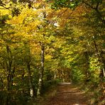 Herbstlicher Waldweg am Rursee