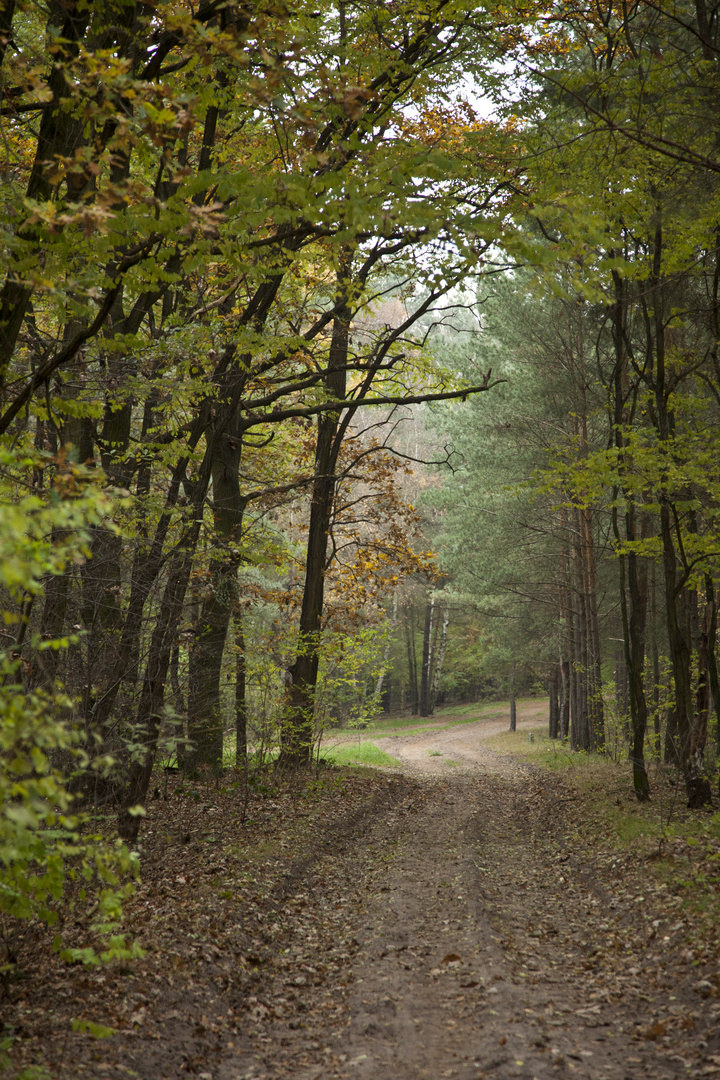 Herbstlicher Waldweg