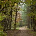 Herbstlicher Waldweg