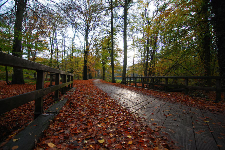 herbstlicher Waldweg bei Winterswijk