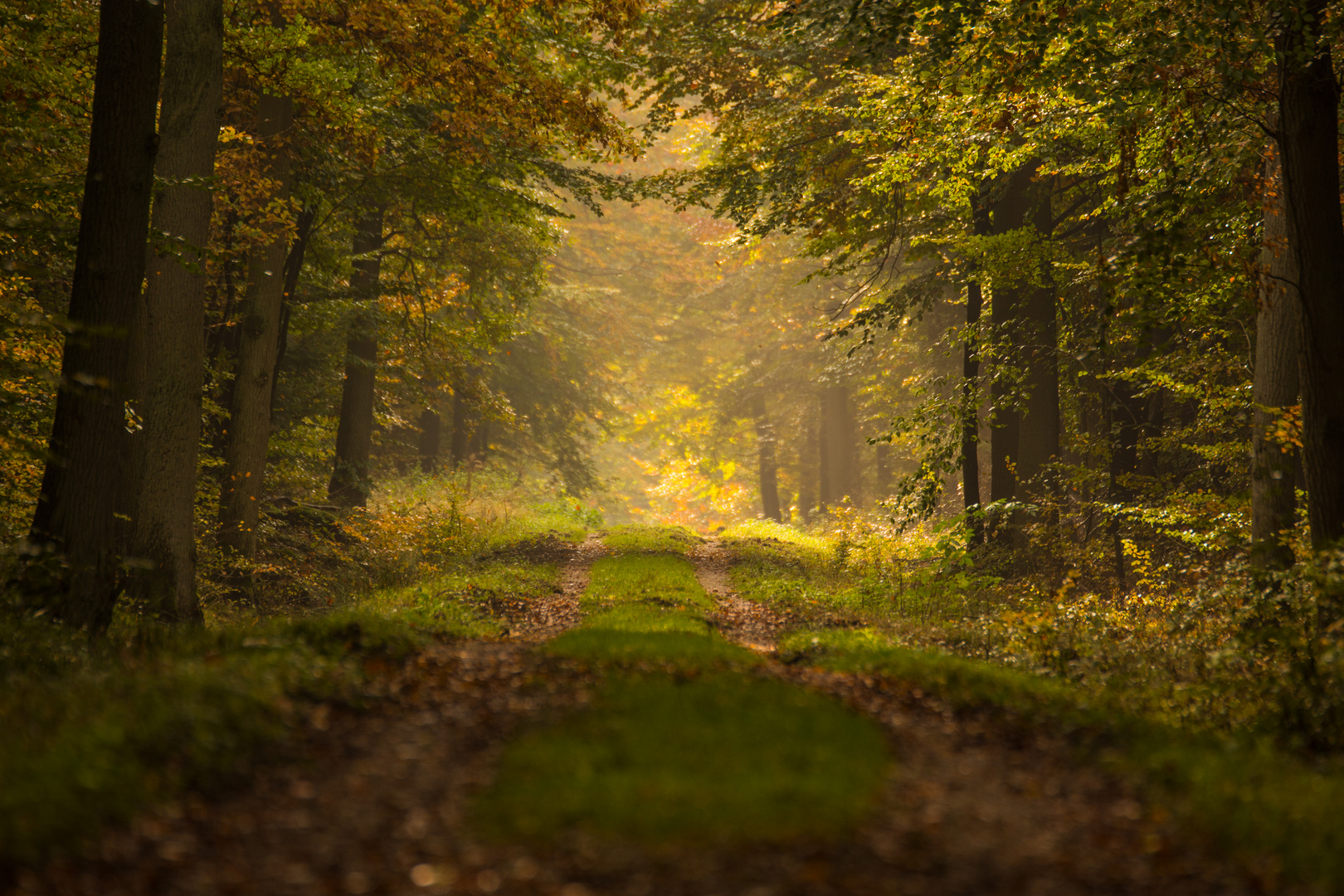 Herbstlicher Waldweg