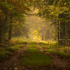 Herbstlicher Waldweg