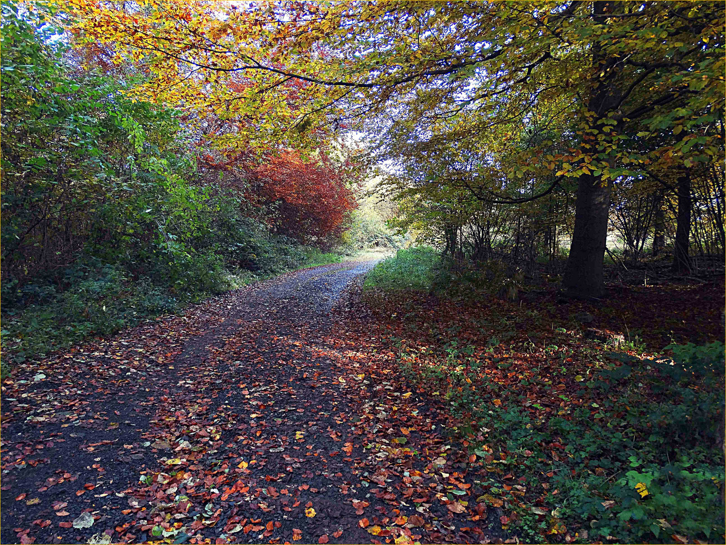 Herbstlicher Waldweg